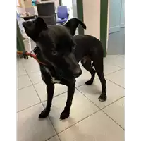 Foto dell\'animale cane - Matr. 2020/1476 - Microchip 380260043707480