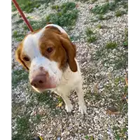 Foto dell\'animale cane - Matr. 2020/1477 - Microchip 380260043709882
