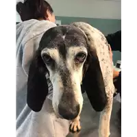 Foto dell\'animale cane - Matr. 2020/1478 - Microchip 380260043707927