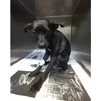 Foto dell\'animale cane - Matr. 2020/1479 - Microchip 380260004914261