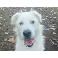 Foto dell\'animale cane - Matr. 2019/1774 - Microchip 380260043873229