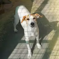 Foto dell\'animale cane - Matr. 2020/0699 - Microchip 380260043707723
