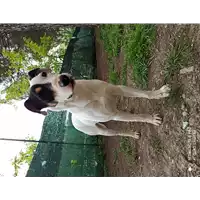Foto dell\'animale cane - Matr. 2019/1546 - Microchip 380260043686617