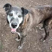 Foto dell\'animale cane - Matr. 2019/0428 - Microchip 380260043870442