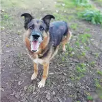 Foto dell\'animale cane - Matr. 2019/2103 - Microchip 380260000358880
