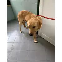 Foto dell\'animale cane - Matr. 2020/1484 - Microchip 380260043631709