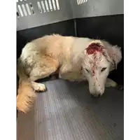 Foto dell\'animale cane - Matr. 2020/1485 - Microchip 380260043631582