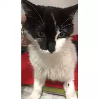 Foto dell\'animale gatto - Matr. 2020/1487 - Microchip 380260043632102