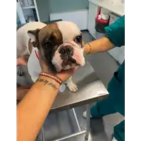 Foto dell\'animale cane - Matr. 2020/1489 - Microchip 804038000997061