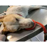 Foto dell\'animale cane - Matr. 2020/1490 - Microchip 380260043707953