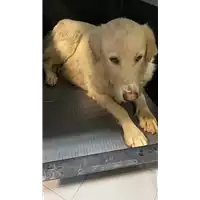 Foto dell\'animale cane - Matr. 2020/1496 - Microchip 380260043631588
