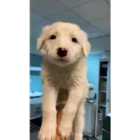 Foto dell\'animale cane - Matr. 2020/1494 - Microchip 380260043710453