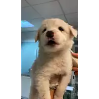 Foto dell\'animale cane - Matr. 2020/1493 - Microchip 380260043845731