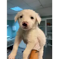 Foto dell\'animale cane - Matr. 2020/1491 - Microchip 380260043632309