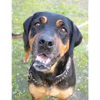 Foto dell\'animale cane - Matr. 2020/1499 - Microchip 380260043631932
