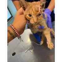 Foto dell\'animale gatto - Matr. 2020/1497 - Microchip 380260043845808