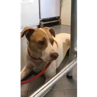 Foto dell\'animale cane - Matr. 2020/1500 - Microchip 380260044086426