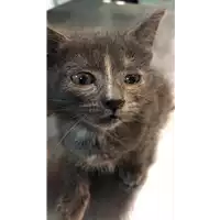Foto dell\'animale gatto - Matr. 2020/1504 - Microchip 380260043846223