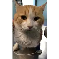 Foto dell\'animale gatto - Matr. 2020/1505 - Microchip 380260043844449