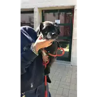Foto dell\'animale cane - Matr. 2020/1507 - Microchip 642098100060543