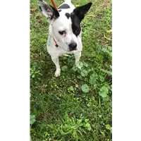 Foto dell\'animale cane - Matr. 2020/1508 - Microchip 380260043631526
