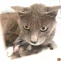 Foto dell\'animale gatto - Matr. 2018/1463 - Microchip 380260042931932