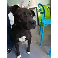 Foto dell\'animale cane - Matr. 2020/1513 - Microchip 380260043631464