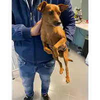 Foto dell\'animale cane - Matr. 2020/1514 - Microchip 380260004901140