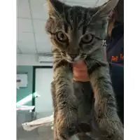 Foto dell\'animale gatto - Matr. 2020/1515 - Microchip 380260043631541