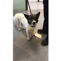 Foto dell\'animale cane - Matr. 2020/1516 - Microchip 380260043844397