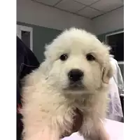 Foto dell\'animale cane - Matr. 2020/1517 - Microchip 380260044281368