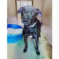 Foto dell\'animale cane - Matr. 2020/1532 - Microchip 380260044280595