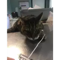 Foto dell\'animale gatto - Matr. 2020/1536 - Microchip 380260043632166