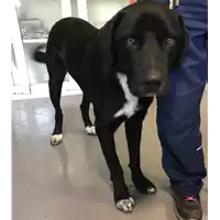 Foto dell\'animale cane - Matr. 2018/2105 - Microchip 380260042908664