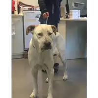 Foto dell\'animale cane - Matr. 2018/2106 - Microchip 380260042908764