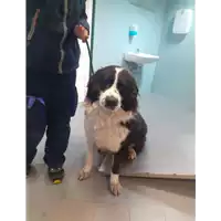 Foto dell\'animale cane - Matr. 2020/1538 - Microchip 380260002952170