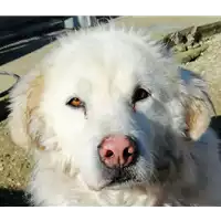 Foto dell\'animale cane - Matr. 2020/1539 - Microchip 380260044280561