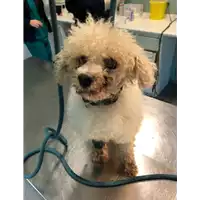 Foto dell\'animale cane - Matr. 2020/1541 - Microchip 982009106223694