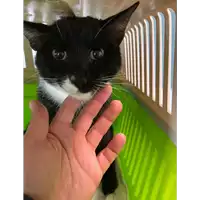 Foto dell\'animale gatto - Matr. 2020/1542 - Microchip 380260043707526