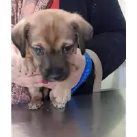 Foto dell\'animale cane - Matr. 2020/1546 - Microchip 380260043709550