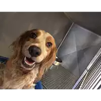 Foto dell\'animale cane - Matr. 2017/0544 - Microchip 380260043150185