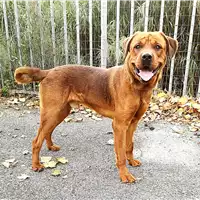 Foto dell\'animale cane - Matr. 2019/2619 - Microchip 380260043854536