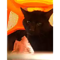 Foto dell\'animale gatto - Matr. 2020/1560 - Microchip 380260043707858