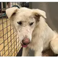 Foto dell\'animale cane - Matr. 2020/1561 - Microchip 380260043708114