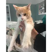Foto dell\'animale gatto - Matr. 2020/1562 - Microchip 380260043708131