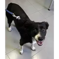 Foto dell\'animale cane - Matr. 2017/0546 - Microchip 380260043156460