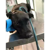 Foto dell\'animale cane - Matr. 2020/1564 - Microchip 380260043709772