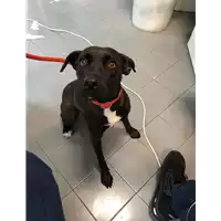 Foto dell\'animale cane - Matr. 2020/1565 - Microchip 380260043707476