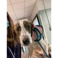 Foto dell\'animale cane - Matr. 2020/1568 - Microchip 380260043707519