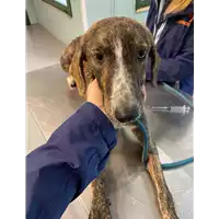 Foto dell\'animale cane - Matr. 2020/1569 - Microchip 380260043707834